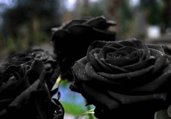 گل رز سیاه از پدیده‌های کمیاب و نادر جهان