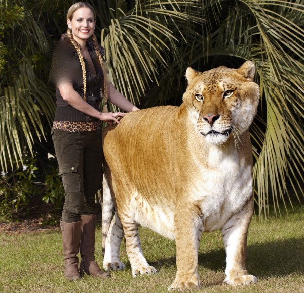 هرکول بزرگترین گربه سان جهان