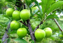 فواید و خواص گوجه‌ سبز