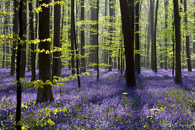 جنگلی زیبا و رویایی با گل های آبی در بلژیک