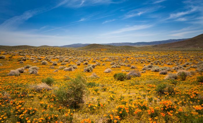 عکس هایی از طبیعت زیبای کالیفرنیا