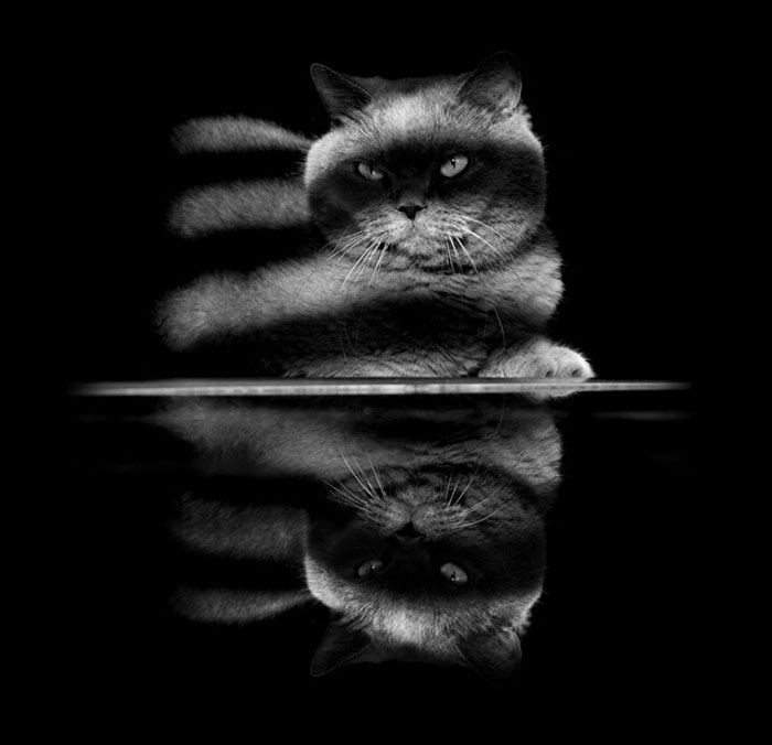 عکس های سیاه و سفید از زندگی اسرار آمیز گربه ها