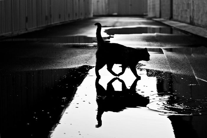 عکس های سیاه و سفید از زندگی اسرار آمیز گربه ها