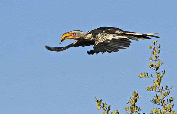 پرندگان زیبای طبیعت زیمباوه
