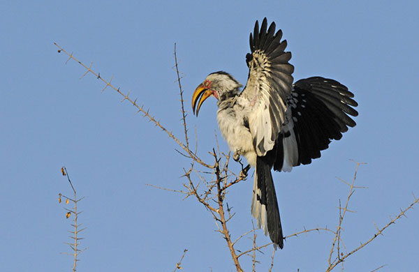 پرندگان زیبای طبیعت زیمباوه