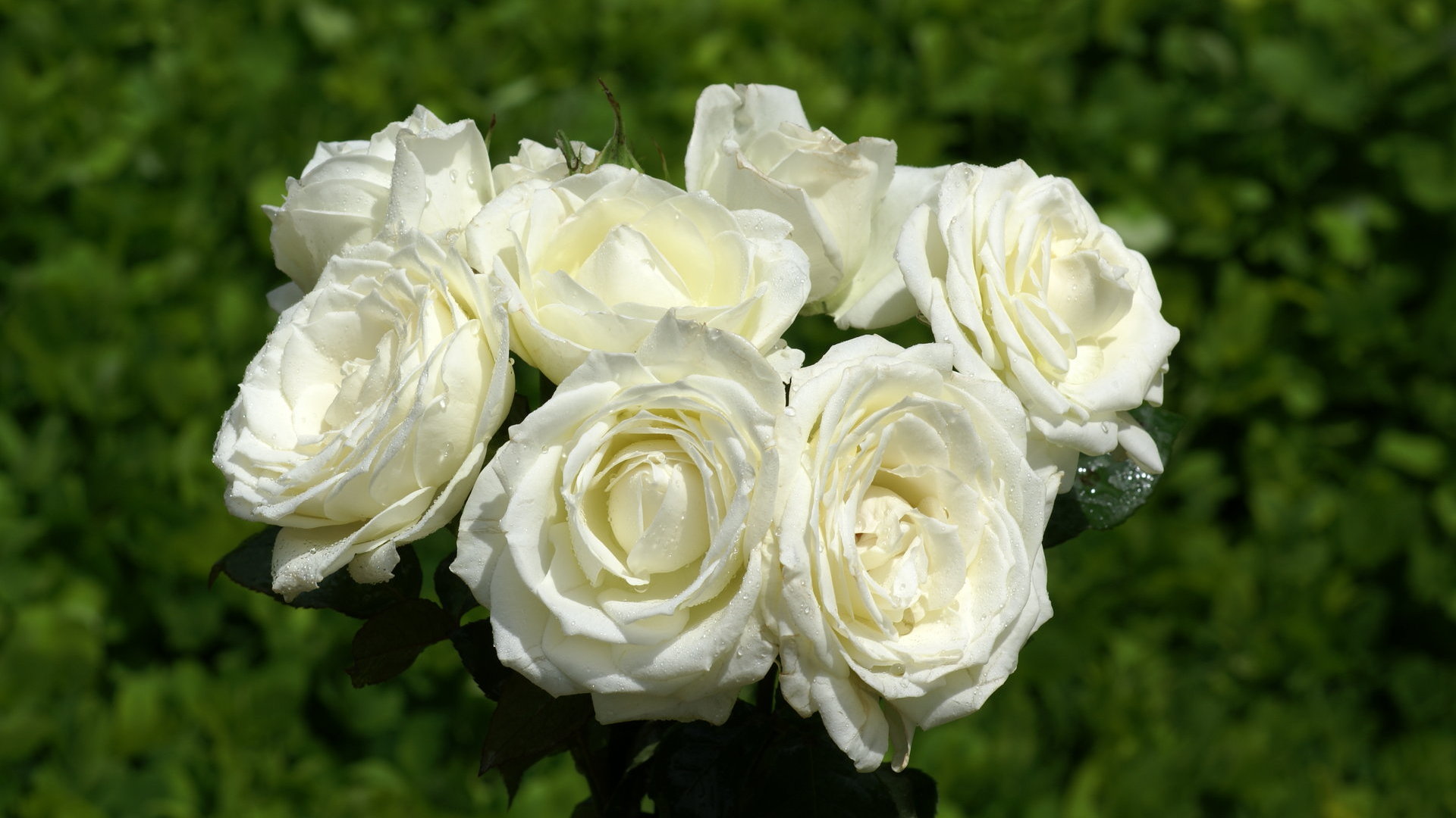 والپیپر گل رز سفید