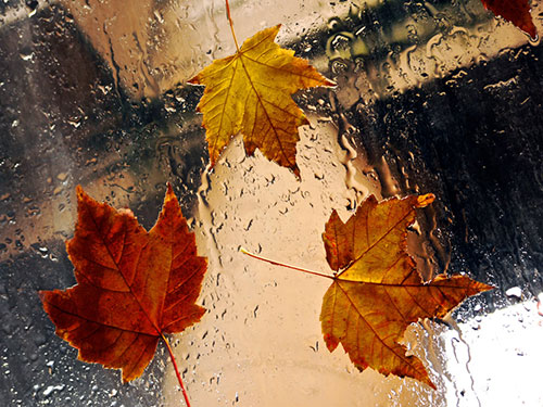 عکس پاییز بارانی