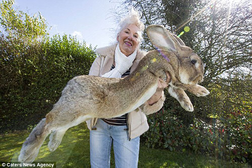 آنت ادواردز 63 ساله و جف خرگوش بزرگترین خرگوش جهان
