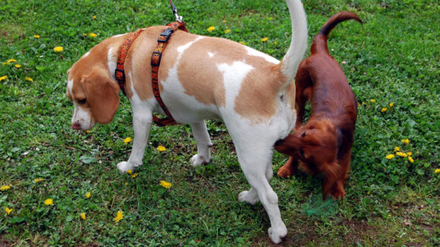چرا سگ ها پشت یکدیگر را بو می کنند؟
