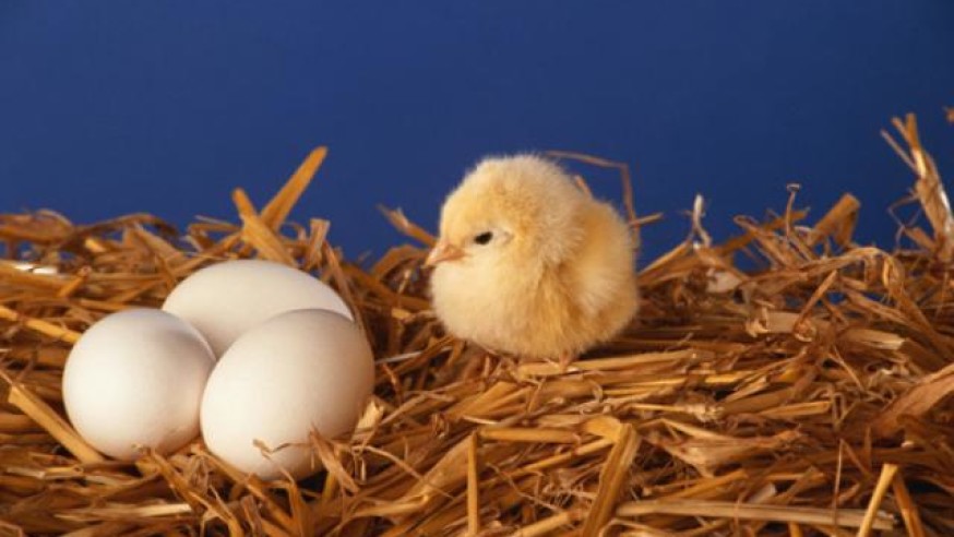 جوجه‌ ها چطور در تخم مرغ نفس می‌کشند؟