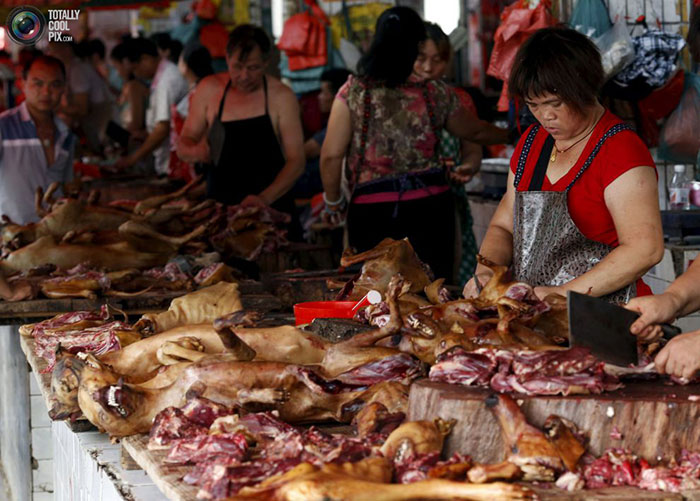 جشنواره گوشت سگ یولین در چین