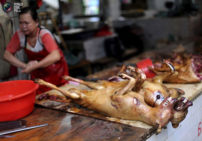 جشنواره گوشت سگ یولین در چین