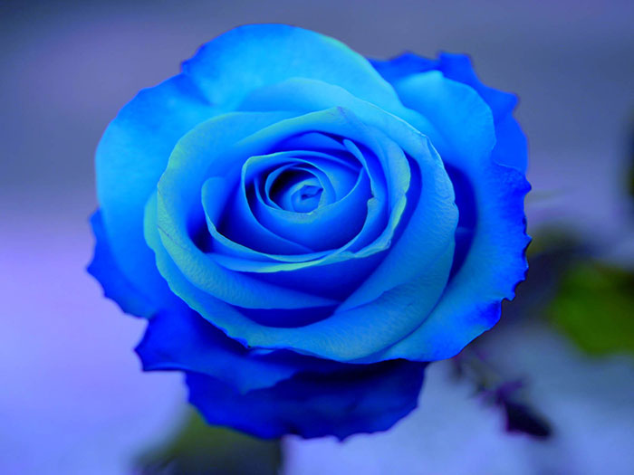عکس گل رز آبی (6)
