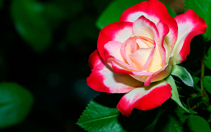 عکس گل رز سفید و سرخ (8)