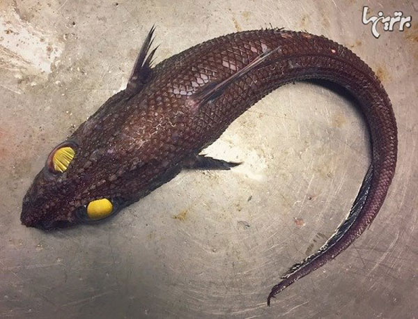 ترسناک ترین هیولاهای دریایی