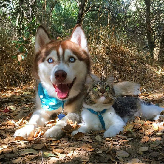 عکس های جالب و دیدنی از رابطه صمیمانه گربه و سگ ها