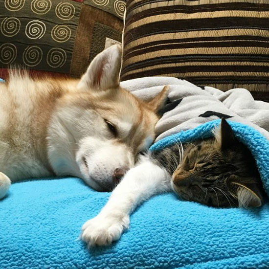 عکس های جالب و دیدنی از رابطه صمیمانه گربه و سگ ها