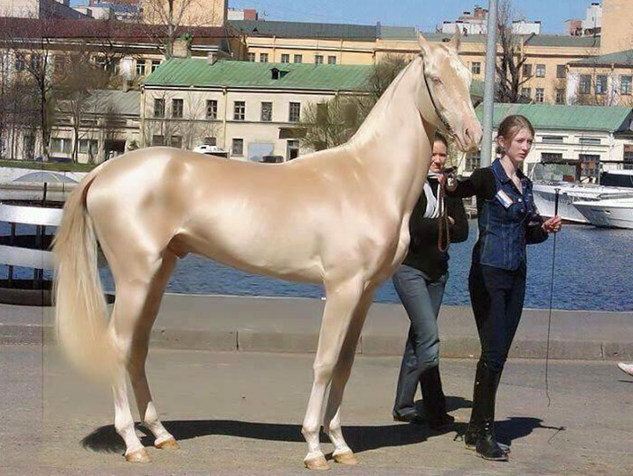 عکس های خیره کننده از اسب های طلایی "آخال تِکِ"