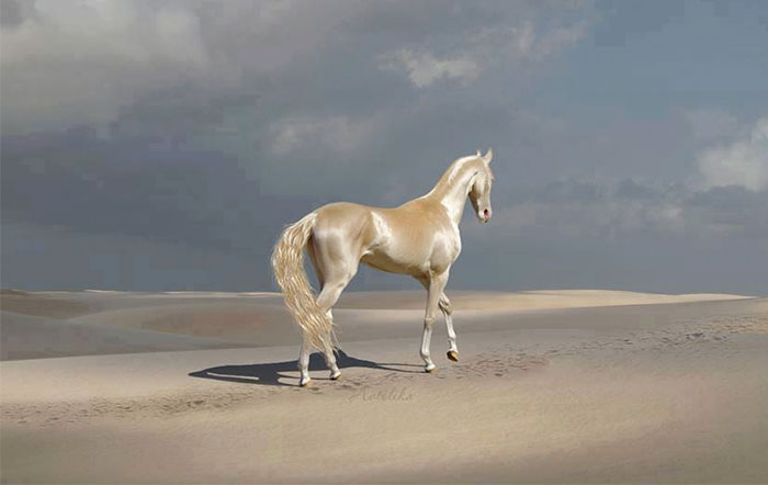 عکس های خیره کننده از اسب های طلایی "آخال تِکِ"