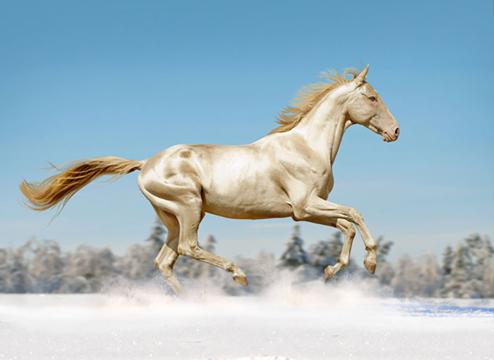 زیباترین نژاد اسب در دنیا