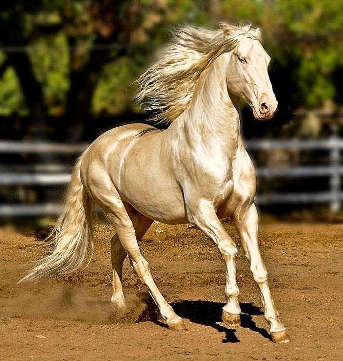 زیباترین نژاد اسب در دنیا