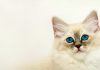 عکس گربه های ملوس و زیبا برای پروفایل و تصویر زمینه