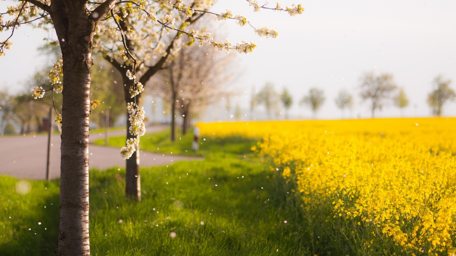دانلود عکس فصل بهار با کیفیت بالا