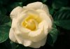 دانلود عکس پروفایل گل رز سفید