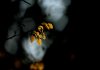 عکس روز : درخشش برگ زیبا و رویایی پاییزی در شب
