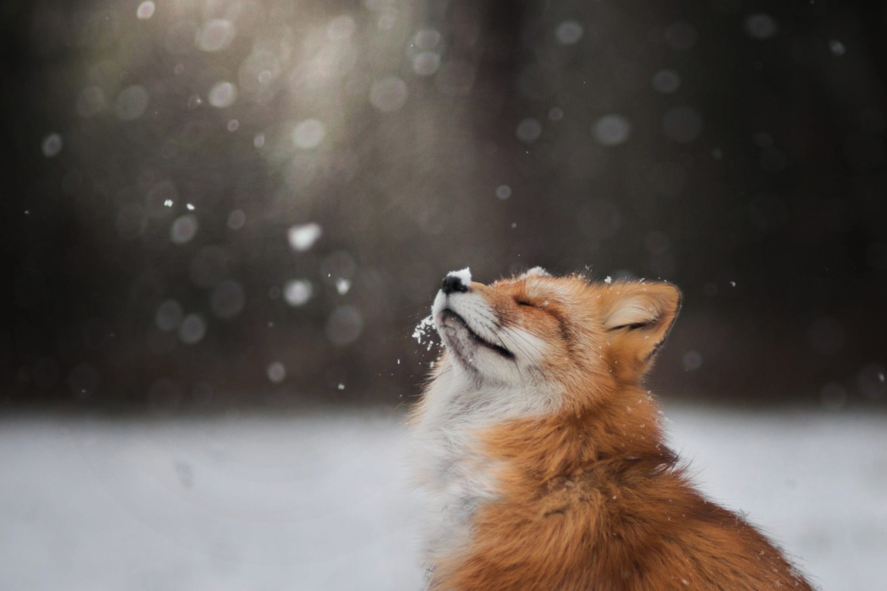 پرتره های زیبا و دیدنی از یک روباه قرمز