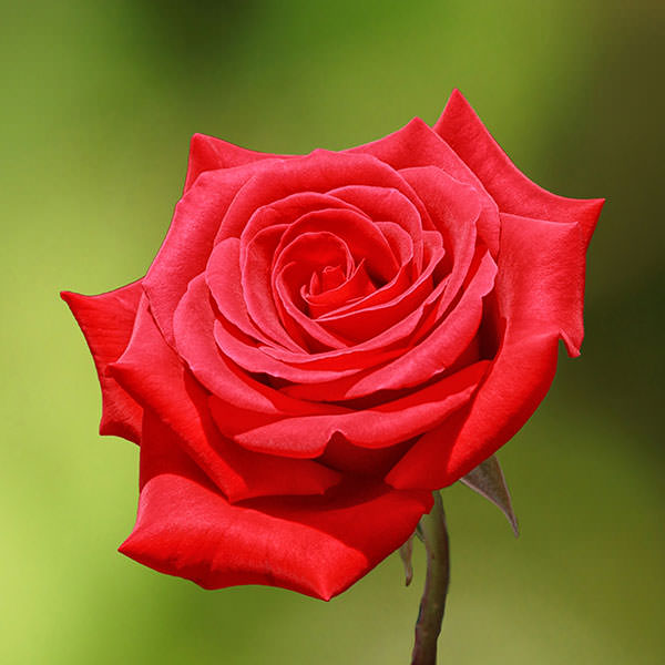 عکس گل رز قرمز طبیعی