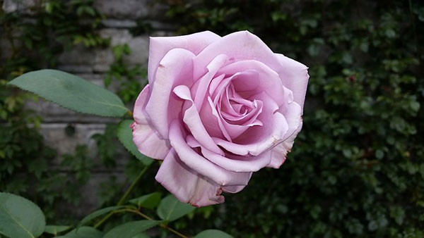 تصویر: http://www.coca.ir/wp-content/uploads/2017/05/violet-roses-image.jpg
