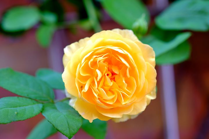 تصویر: http://www.coca.ir/wp-content/uploads/2017/05/yellow-rose.jpg