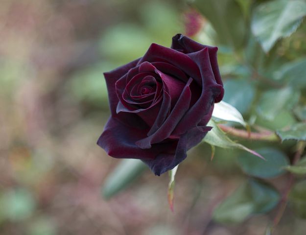 عکس گل رز سیاه و مشکی طبیعی برای پروفایل