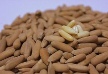 تخمه چلغوز