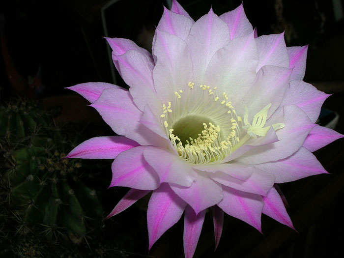 گل صورتی کاکتوس
