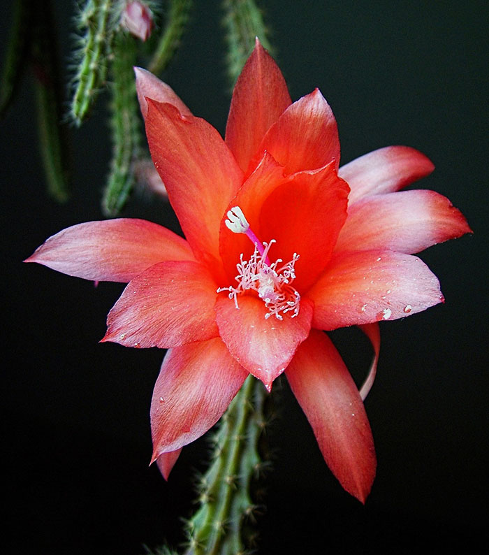گل کاکتوس ماری