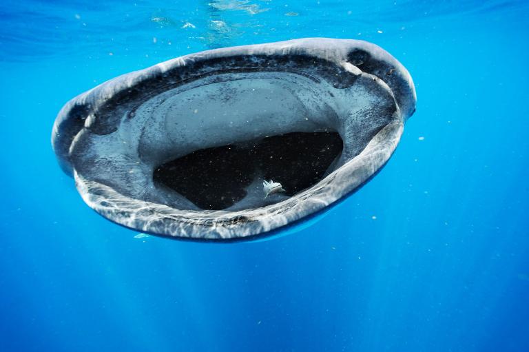 عکس کوسه نهنگ 