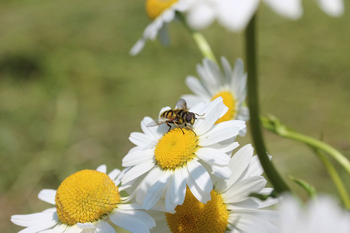 عکس گل مینا و زنبور