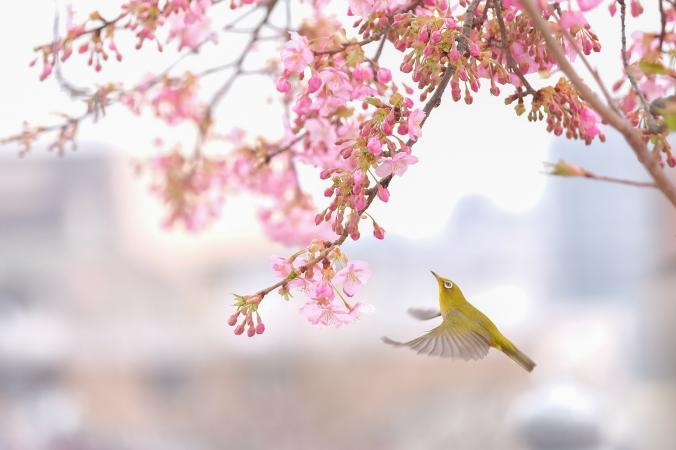 عکس های زیبا و دیدنی نشنال جئوگرافیک