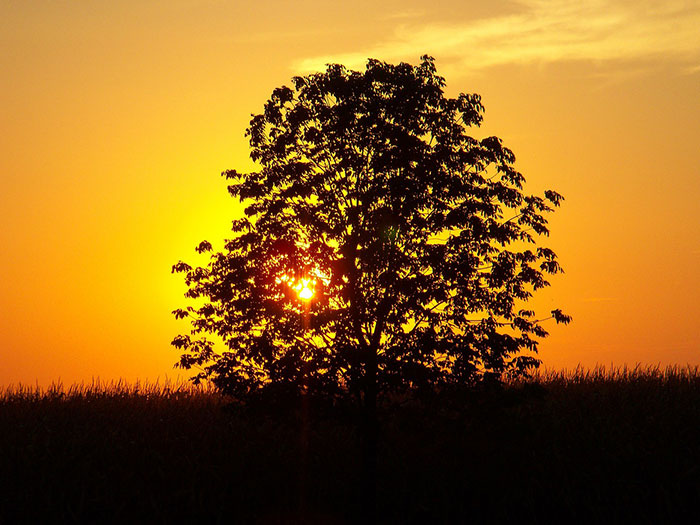عکس ضد نور درخت