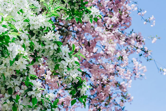 شکوفه های زیبا