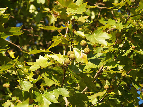 عکس برگ و میوه درخت چنار