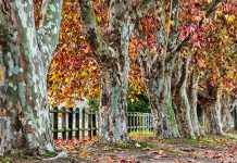 عکس درختان چنار در فصل پاییز