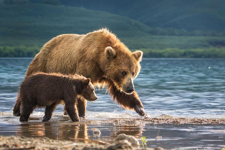 عکس خرس و توله اش در طبیعت روسیه