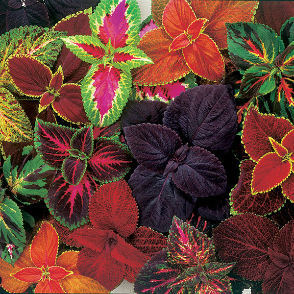 گل حسن یوسف در رنگهای مختلف 