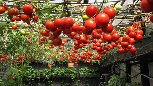 کاشت گوجه فرنگی در گلخانه