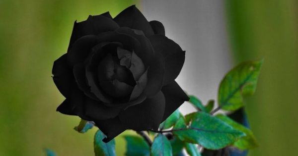 گل رز سیاه و مشکی نماد و نشانه چیست؟