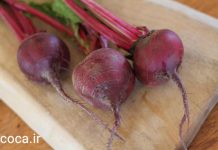 سبزه سفره هفت سین عید نوروز با لبو (در این تصویر ریشه های چغندر قرمز را مشاهده می کنید.)