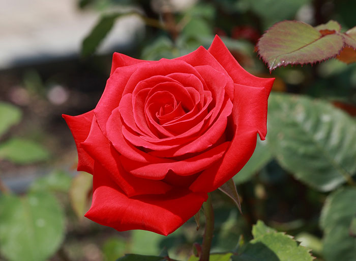 گل رز قرمز و سرخ نماد و نشانه چیست؟